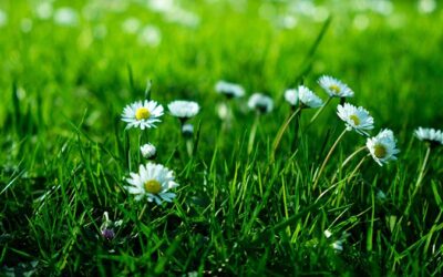 5 Steps to Prepare Your Property for Spring