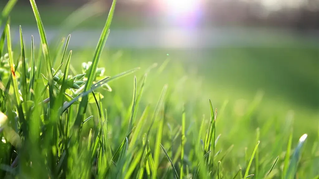 Spring Grounds Maintenance - Avoda Grounds Services - Lawn Care & Restoration