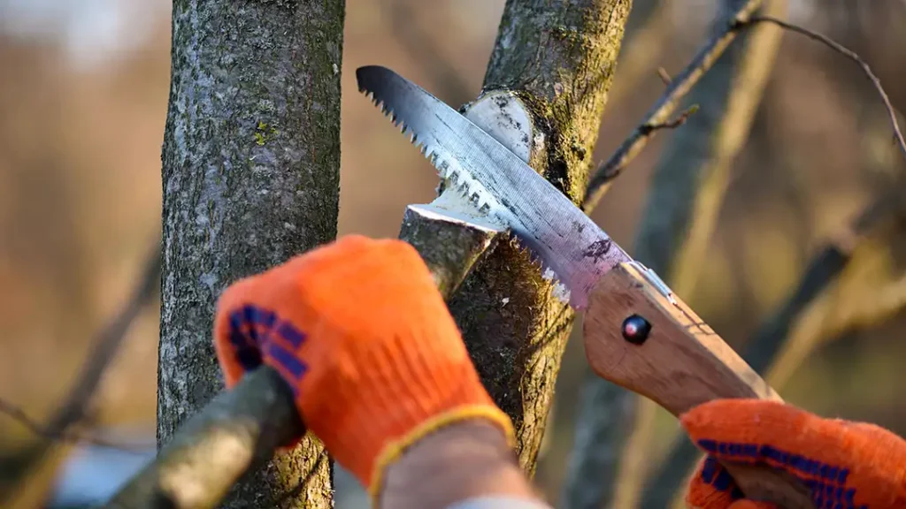 Spring Grounds Maintenance - Avoda Grounds Services - Tree Pruning