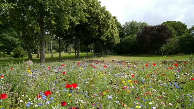 Avoda Grounds Services - Landscaping - Seeding