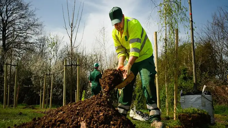 Avoda Grounds Services - Landscaping - Tree Planting