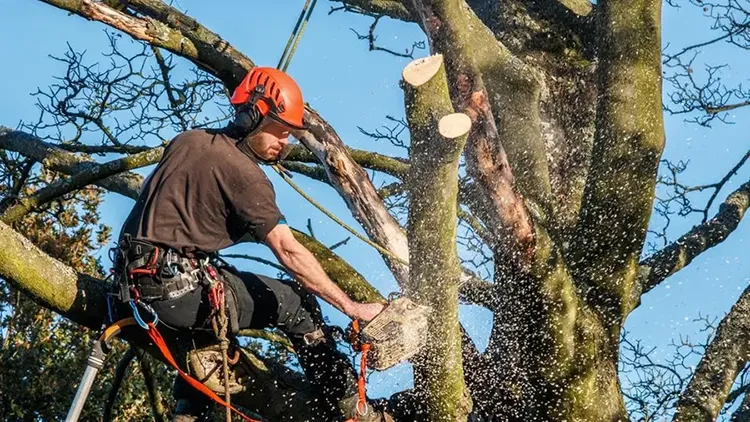 Avoda Grounds Services - Tree Planting - Tree Protection