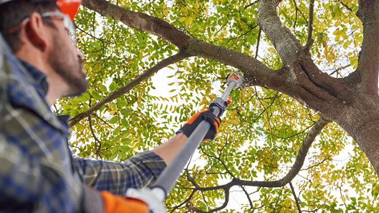 Avoda Grounds Services - Tree Planting - Commercial Tree Planting & Establishment