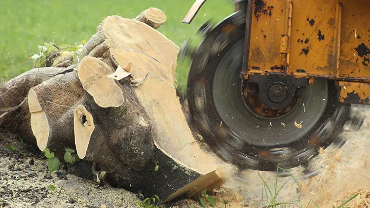 Avoda Grounds Services - Tree Planting - Screening & Privacy Tree Planting