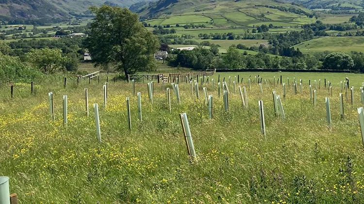 Avoda Grounds Services - Tree Planting - Avenue & Specimen Tree Planting