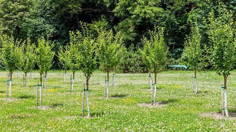 Avoda Grounds Services - Tree Planting - Biodiversity Focused Tree Planting